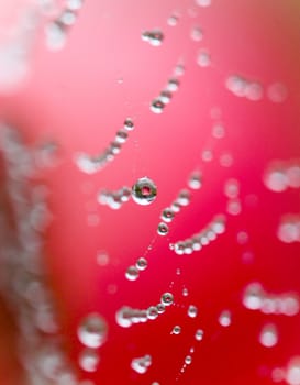 picture of a The spider web with dew drops. Abstract background