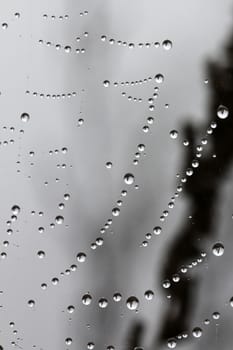 picture of a The spider web with dew drops. Abstract background