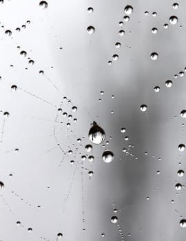 picture of a The spider web with dew drops. Abstract background