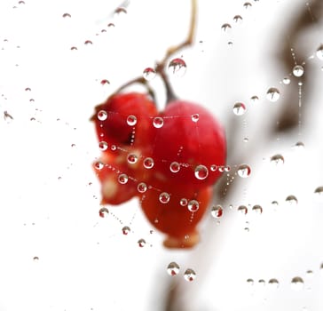 picture of a The spider web with dew drops. Abstract background