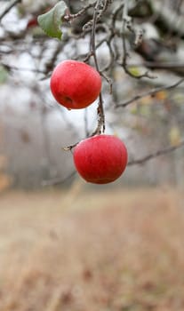 Two apples forgotten in a harvest , Apple Orchard in november