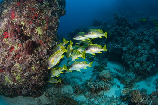 coral life diving Sudan Soudan Red Sea safari