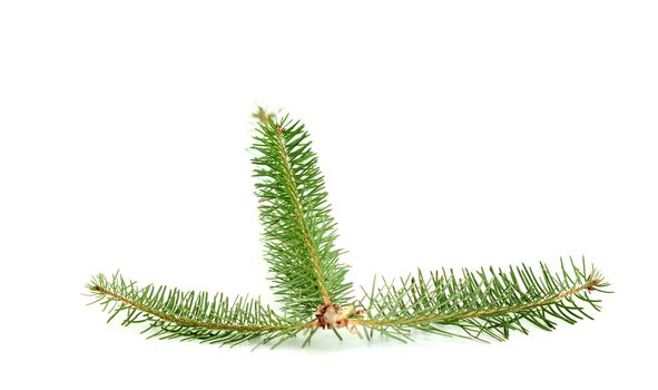 picture of a evergreen tree twigs in a studio