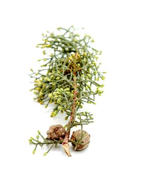 picture of a Cypress tree cones on white