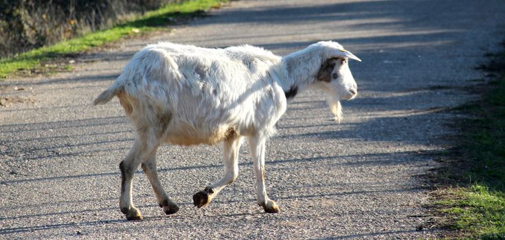 picture of a goats on an asphalt road