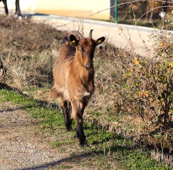 picture of a goats on an asphalt road