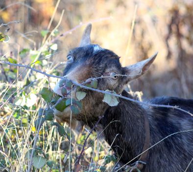 goat grazing wild blackberry bush . domestic and farm animals theme