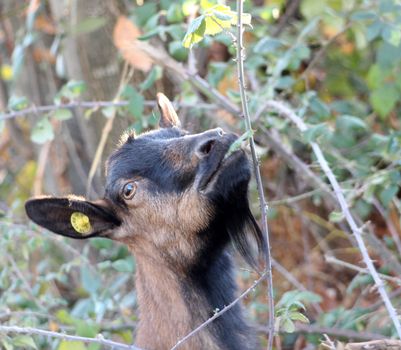 goat grazing wild blackberry bush . domestic and farm animals theme