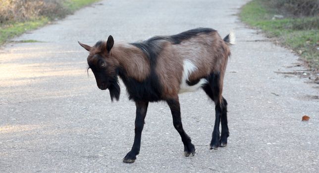 picture of a angry goat on an asphalt road