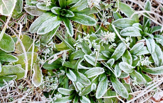 picture of a november morning frost on a plants