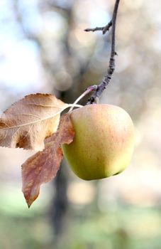 picture of a Apples on tree on november morning,forgotten in harvest