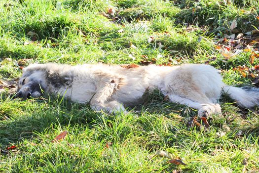 picture of a Poisoned dog on a grass in november morning. Save animals concept.