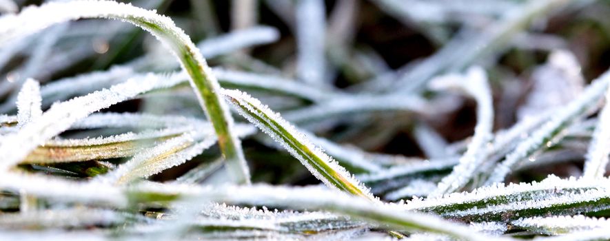 picture of a november morning frost on a plants