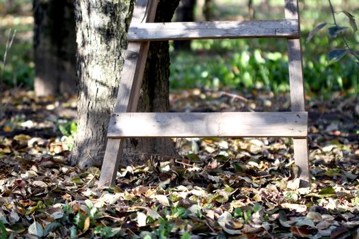 picture of a Ladder in Orchard in autumn