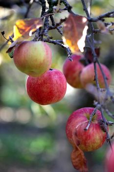 picture of a Apples on tree on november morning,forgotten in harvest