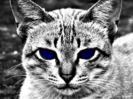 Cat eyes blue represents love,serious Eye.