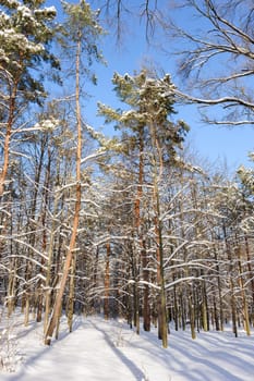 Snow covered winter trees, blue sky at background