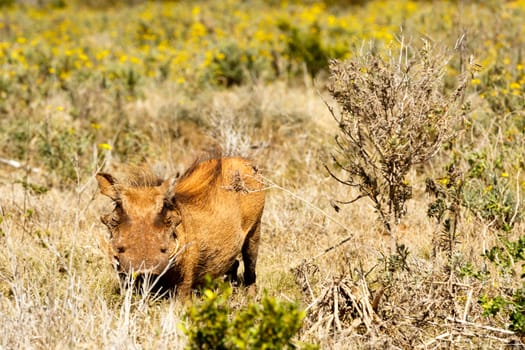 Common warthog hiding between the bushes in the field.