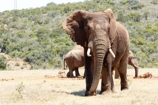 African Elephant stopping and posing for a photo.