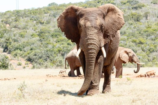 African Elephant standing tall with his long task and ears turned.