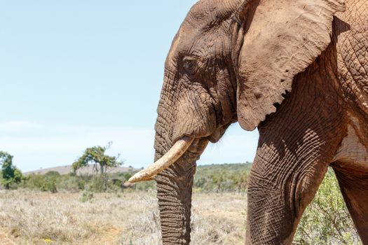 African Elephant walking peacefully and looking down on the ground.