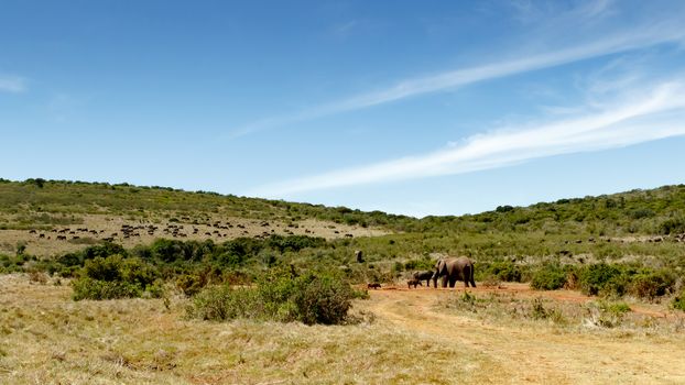 Field full of Buffaloes and elephants standing and drinking water at the dam.