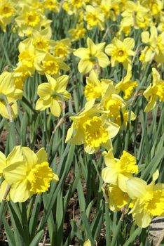 A full frame of vibrant yellow daffodil flowers during the spring bloom.