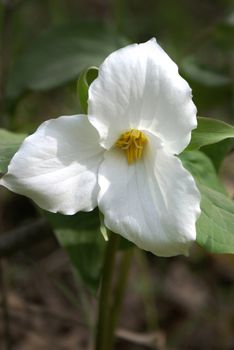 A brillant Trillium flower found in the woodlands of Ontario, Canada.