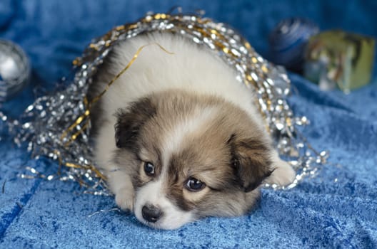 Little puppy lying on a blue background. Played with Christmas decorations, tired. Selective focus.
