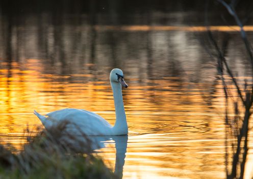 A mute swan swimming on a pond in the fading daylight