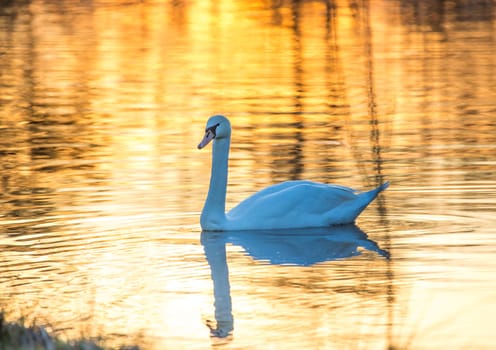 A mute swan swimming on a pond in the fading daylight