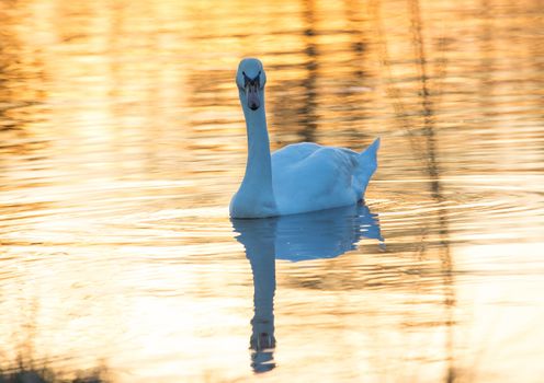 A mute swan swimming on a pond in the fading daylight