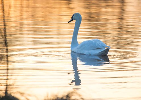 A mute swan swimming on a pond in the fading daylight