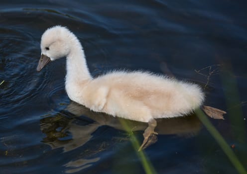 A mute swan on a warm summer day in Germany
