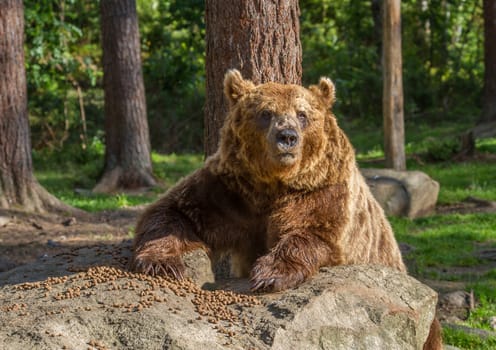 Wild living brown bears in Finland, near the Russian border