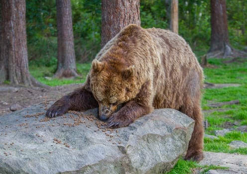Wild living brown bears in Finland, near the Russian border