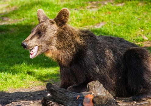 Wild living brown bears in Finland, near the Russian border
