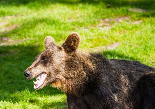 Wild living brown bears in Finland, near the Russian border