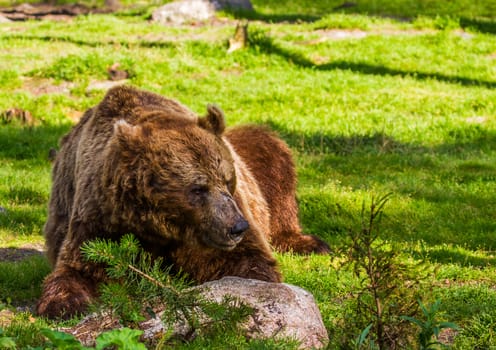 Wild living brown bears in Finland, near the Russian border