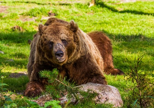 Wild living brown bears in Finland, near the Russian border