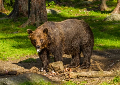 Wild living brown bears in Finland, near the Russian border