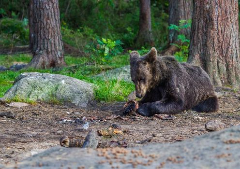 Wild living brown bears in Finland, near the Russian border