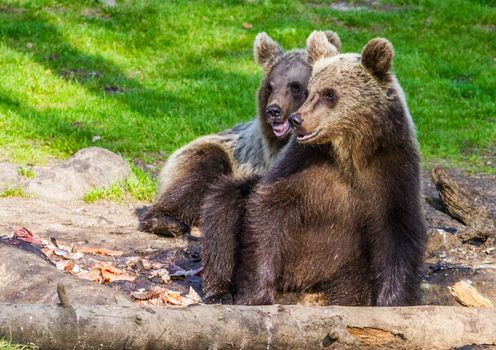 Wild living brown bears in Finland, near the Russian border