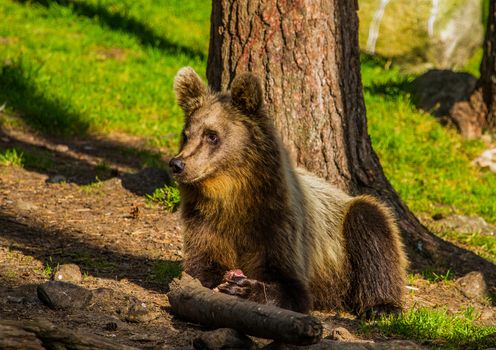 Wild living brown bears in Finland, near the Russian border