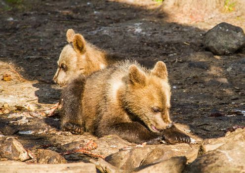 Wild living brown bears in Finland, near the Russian border