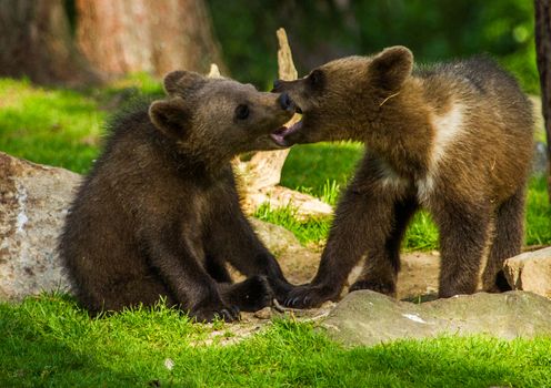 Wild living brown bears in Finland, near the Russian border
