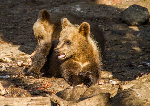 Wild living brown bears in Finland, near the Russian border