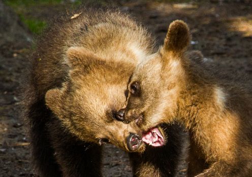 Wild living brown bears in Finland, near the Russian border