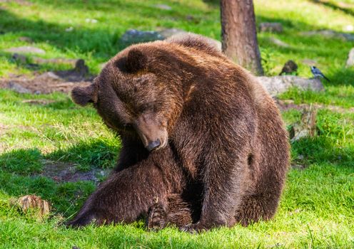 Wild living brown bears in Finland, near the Russian border