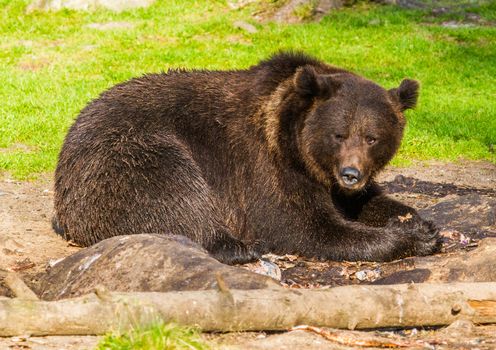 Wild living brown bears in Finland, near the Russian border